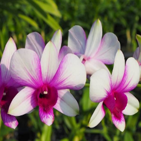 Dendrobium Orchid Plant Apichart Rainbow # 1 - Seedling