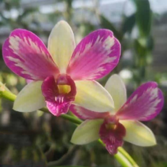Dendrobium Orchid Plant Areedang Splash (5% variegation as motherplant)- Seedling