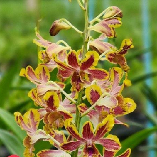 Dendrobium Orchid Plant Bangkok Splash - Seedling