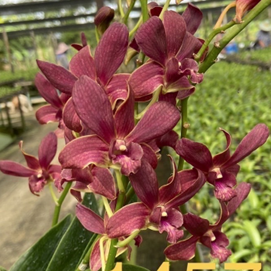 Dendrobium Orchid Berthachong x Samphan Brown Medium Stage