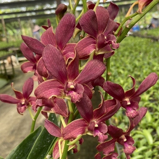 Dendrobium Orchid Plant (Berthachong x Lipstick) #1457 - Seedling