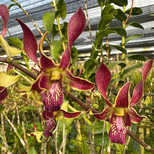 Dendrobium Orchid Plant Big Brown Chanchao - Seedling