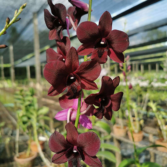 Dendrobium Orchid Plant Bom x udomsri x Jac Concert Var. Kanjana Seedling