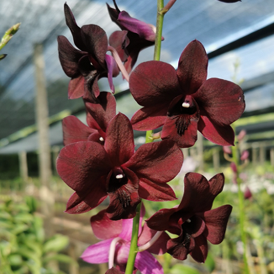 Dendrobium Orchid Plant (Bom x Udomsri) x Jac Concert var.Kanjana - Seedling