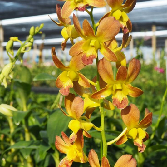 Dendrobium Orchid Plant Burana Coral #12 - Seedling