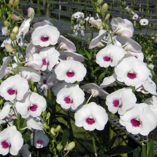 Dendrobium Orchid Plant Burana Diamond #1 - Seedling