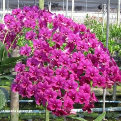 Dendrobium Orchid Plant Burana Galaxy No 1 - Seedling