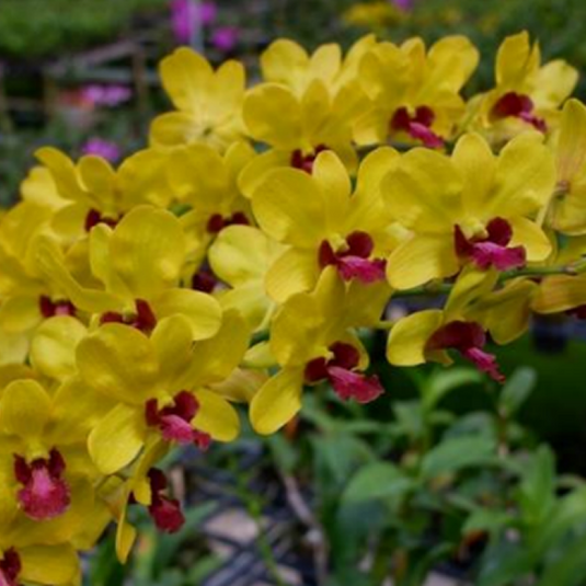 Dendrobium Orchid Plant Burana Gold - Seedling