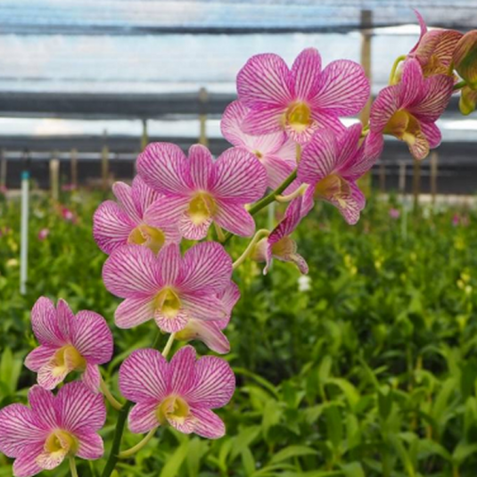 Dendrobium Orchid Plant Burana Jade Jacky - Seedling