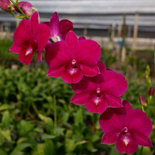 Dendrobium Orchid Plant Burana Lucky x Red Flame - Seedling