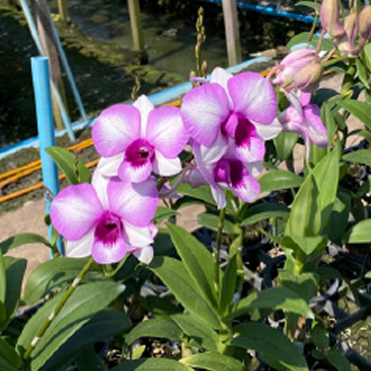 Dendrobium Orchid Plant Burana Pinky # 2060- Seedling