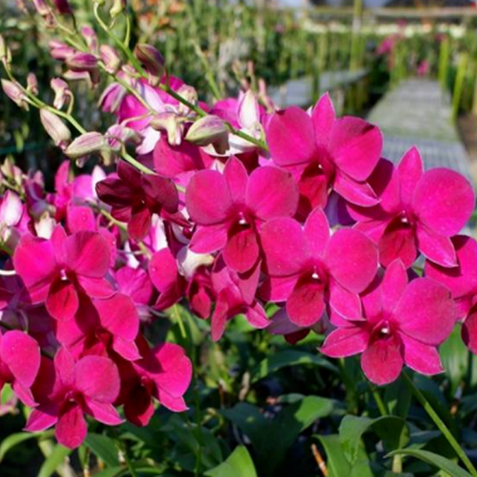 Dendrobium Orchid Plant Burana Red Sonia - Seedling