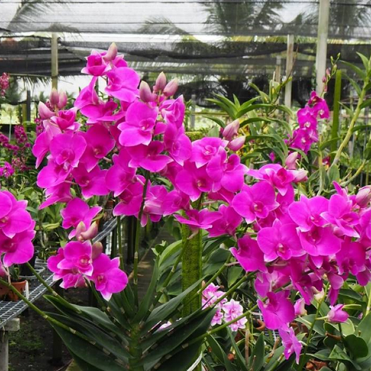 Dendrobium Orchid Plant Burana Surprise Paragon #5 - Seedling