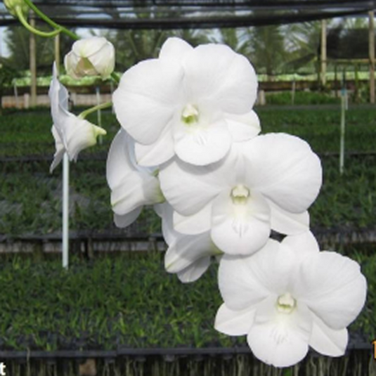 Dendrobium Orchid Plant Burana White Giant - Seedling