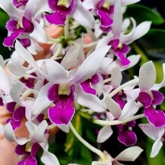 Dendrobium Orchid Plant (Ceasar x Warawan) #284 Seedling, vibrant purple flower