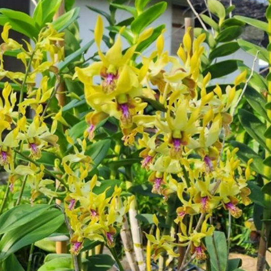 Dendrobium Orchid Plant (Chan Chao x Helix) #404 - Seedling