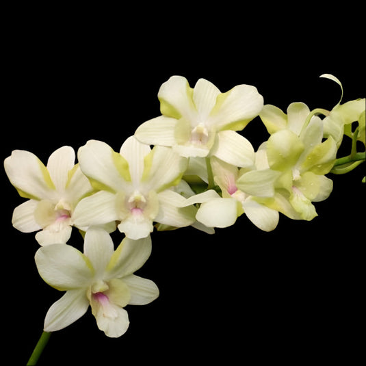 Dendrobium Orchid Plant Creamy - Seedling