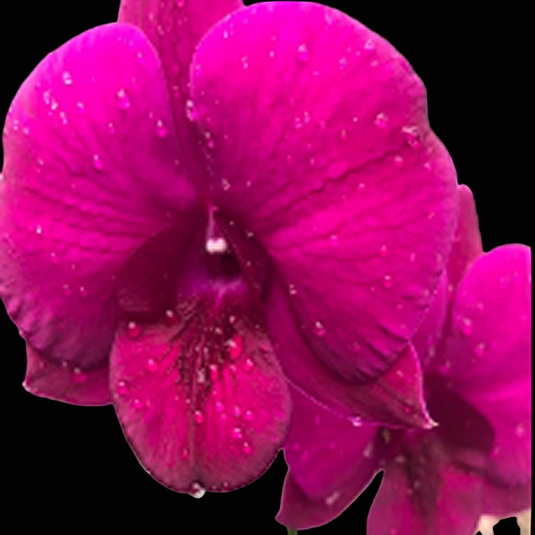 Dendrobium Orchid Plant Deang Udomsri Seedling, vibrant red flower