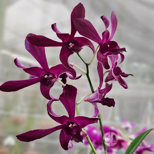 Dendrobium Orchid Denjac Concert Red- Medium Stage