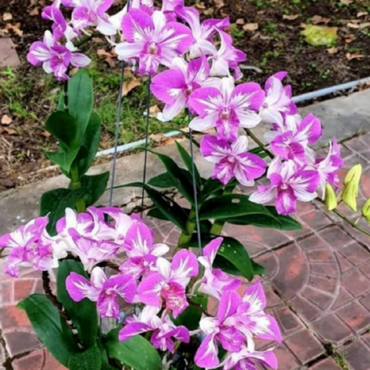 Dendrobium Orchid Plant Enobi Splash (5% variegation as motherplant)- Seedling