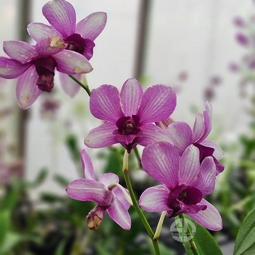 Dendrobium Orchid G D Rocs - Medium Stage