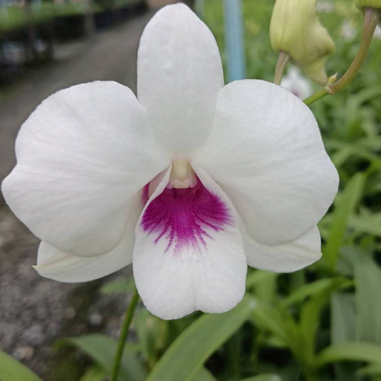 Dendrobium Orchid Plant Glory White # 348 - Seedling