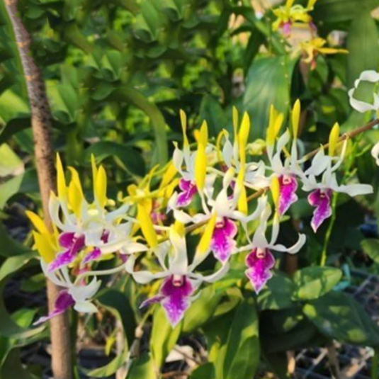 Dendrobium Orchid Plant Hawai Gem (Fragrant) #337- Seedling