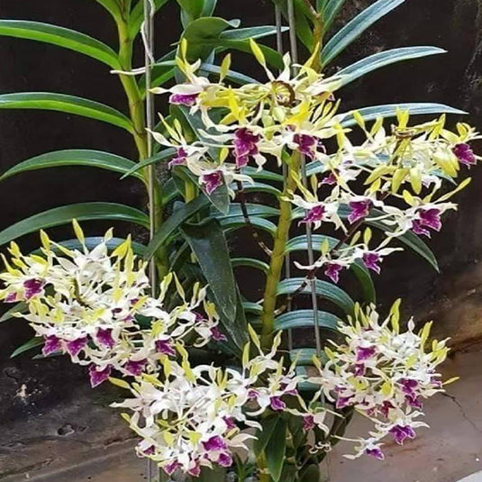 Dendrobium Orchid Plant Hawai Gem- Seedling