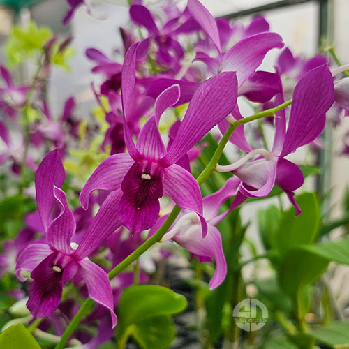 Dendrobium Orchid Plant Indonesia Raya Red - Seedling