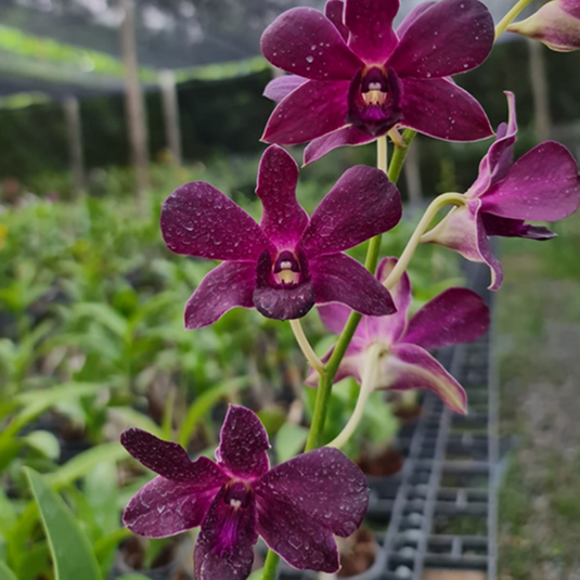 Dendrobium Orchid Plant (Izumi x Sakda Blue) - Seedling