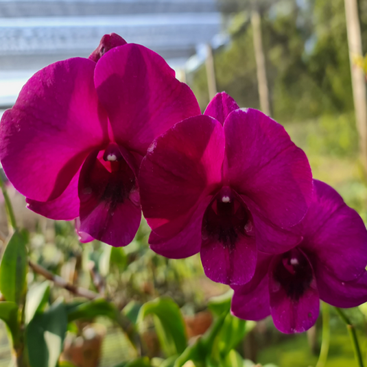 Dendrobium Orchid Plant (Thailand x Miss Asian) - Seedling