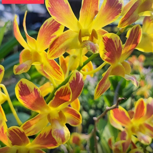 Dendrobium Orchid Plant KGI Splash (5% variegation as motherplant)- Seedling