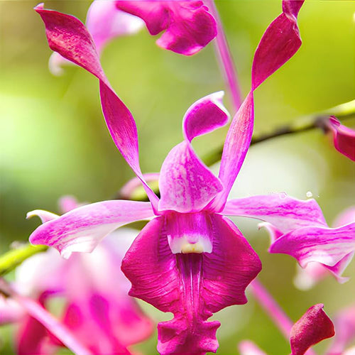 Dendrobium Orchid King Cobra - Warawan A-92 - Medium Stage