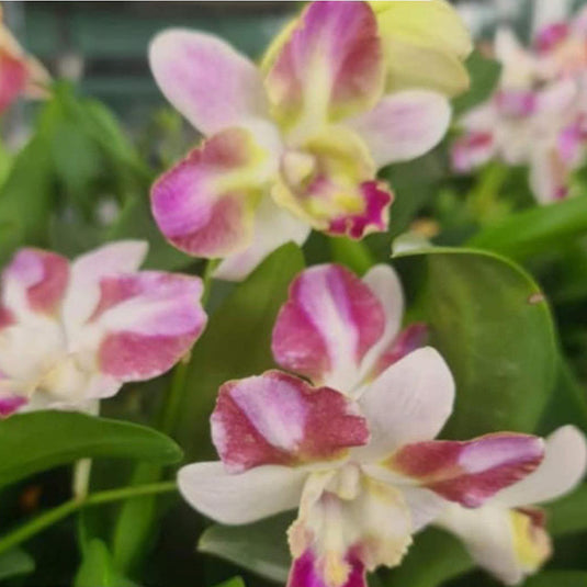 Dendrobium Orchid King Dragon Red Pink - Seedling