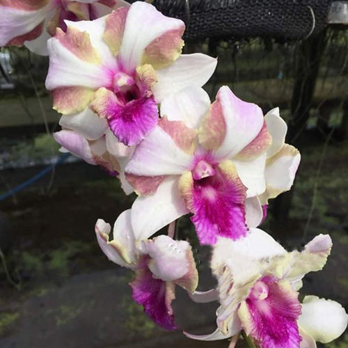 Dendrobium Orchid Plant King Star Bright- Seedling