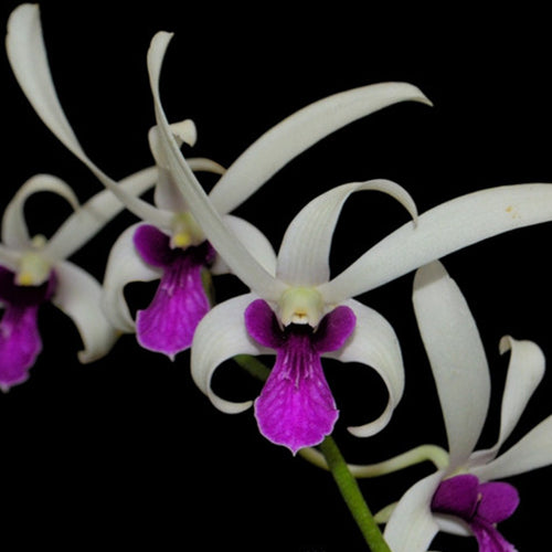 Dendrobium Orchid Plant Meesangnil - Ceaser Warewan-fragrant-Seedling