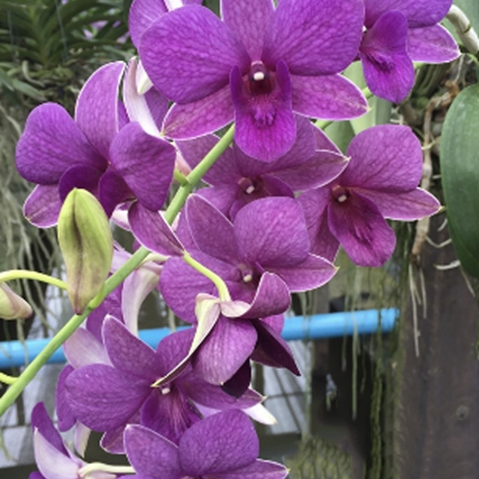 Dendrobium Orchid Plant (More Red x Thailand 'Mutation BOLD)# 844 - Seedling