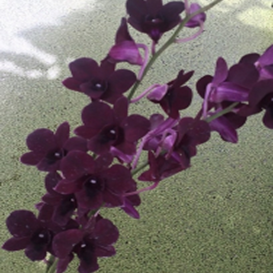 Dendrobium Orchid Plant Morning Sun #1444 - Seedling