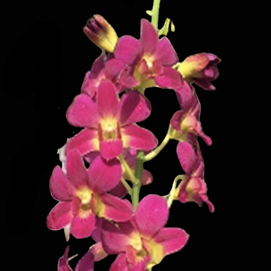 Dendrobium Orchid Morning Sun #351 Mature Plant red petals with yellow center flower.