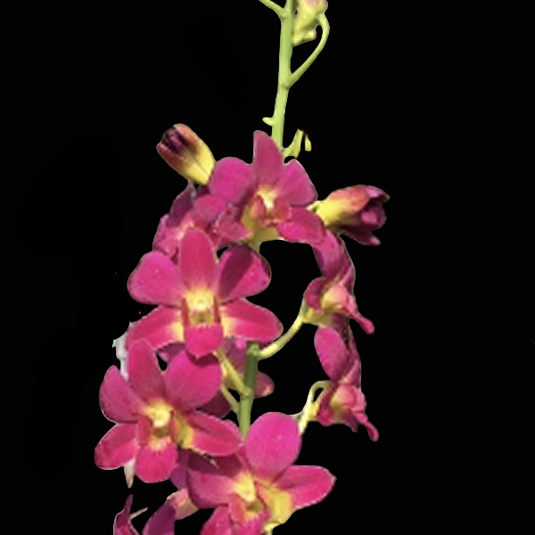 Dendrobium Orchid Plant Morning Sun #351 - Seedling