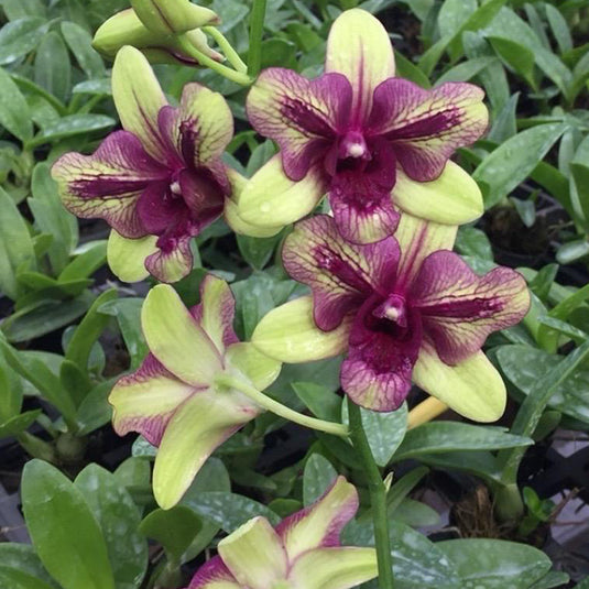 Dendrobium Orchid Plant Mutate Purple Green 3 Lips - Seedling