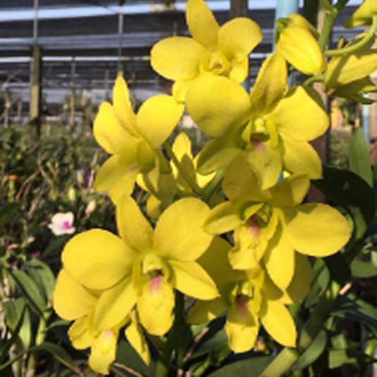 Dendrobium Orchid Nopporn Gold #767 Mature Plant bright yellow petals with greenish yellow lip and red veins flower