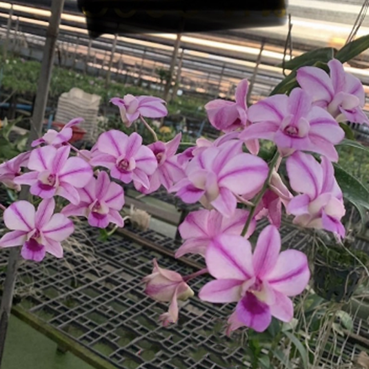Dendrobium Orchid Nopporn Pink #1598 pink petals with deep pink center flower
