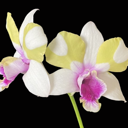 Dendrobium Orchid Plant Nopporn Star # 1529 - Seedling