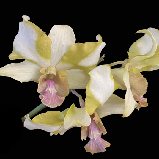 Dendrobium Orchid Plant Nopporn Star #1718 - Seedling