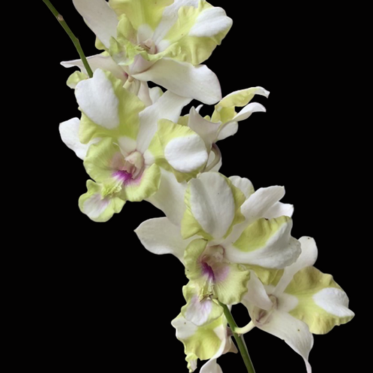 Dendrobium Orchid Plant Nopporn Star # 738 - Seedling