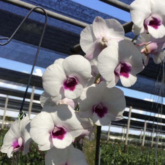 Dendrobium Orchid Plant Nopporn White Diamond # 852 - Seedling
