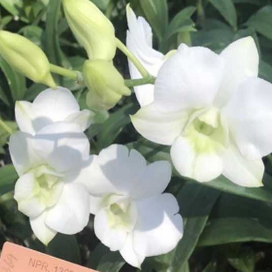 Dendrobium Orchid Plant Nopporn White - Seedling
