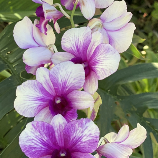 Dendrobium Orchid Plant Noppron White Diamond #1547 - Seedling