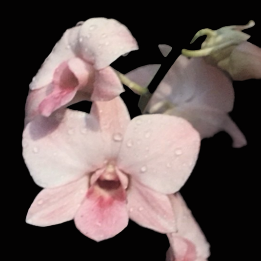 Dendrobium Orchid Plant Peach # 919 - Seedling